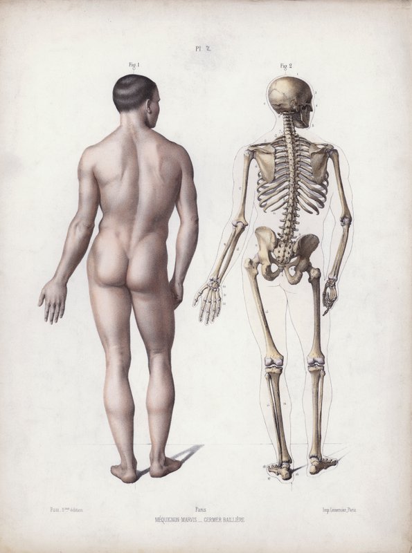 Ilustración para La anatomía de las formas externas del hombre: Hombre de pie, vista posterior de European School