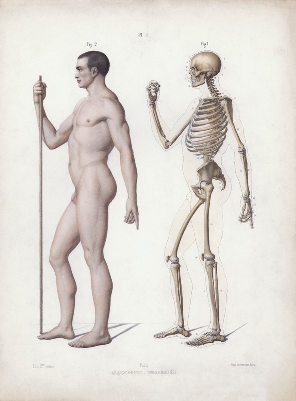 Ilustración para La Anatomía de las Formas Externas del Hombre: Hombre de pie, vista lateral de European School