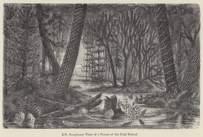 Vista imaginaria de un bosque del Período Carbonífero de European School