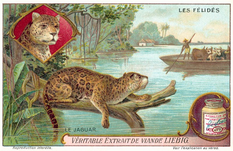 Jaguar de European School
