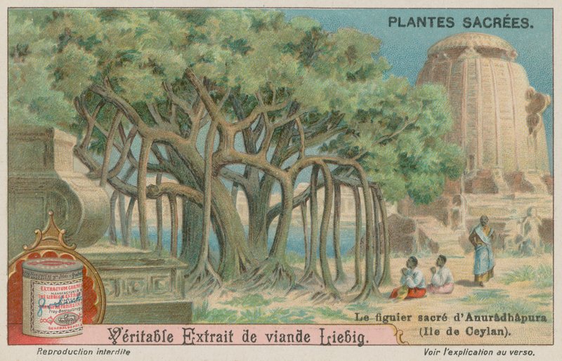 Jaya Sri Maha Bodhi, un árbol de higuera sagrado para el budismo en Sri Lanka de European School