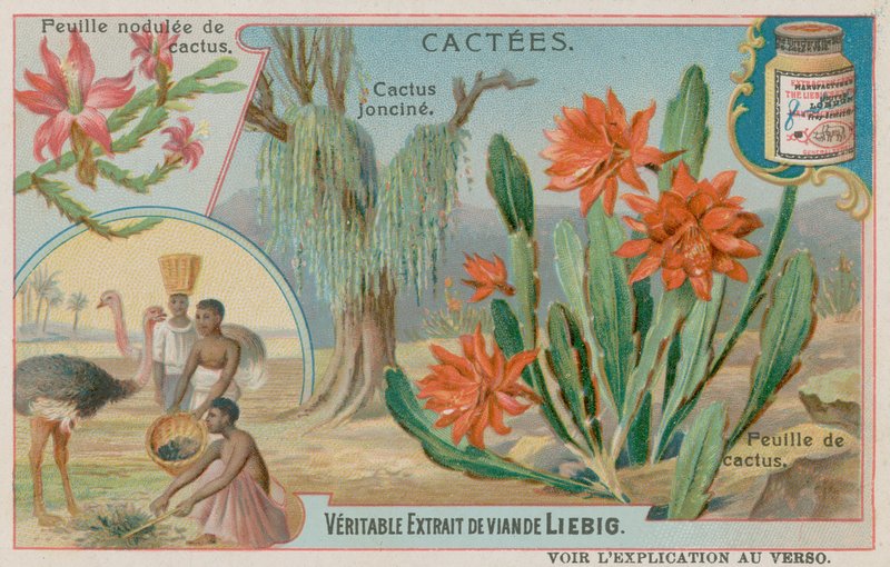 Cactus Joncine de European School