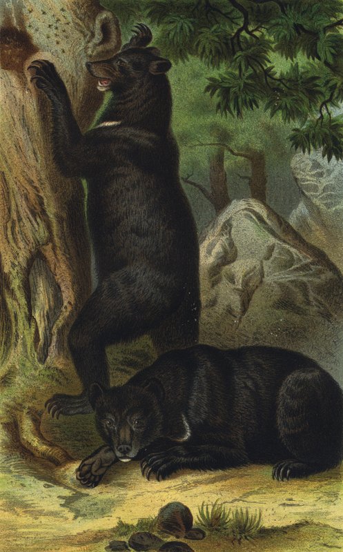 Oso de collar de European School