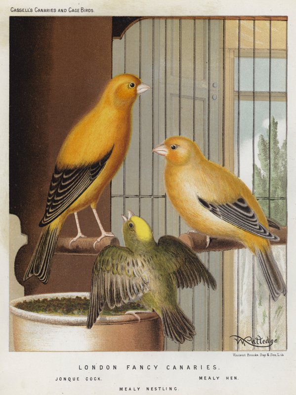 Canarios de fantasía de Londres, gallo jonque, gallina de mealy, polluelo de mealy (litografía en color) de European School