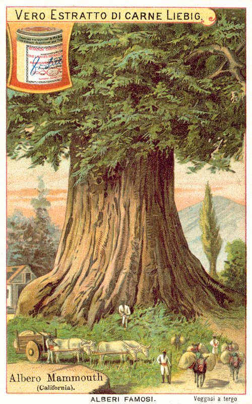 Árbol Mamut, California (cromolitografía) de European School