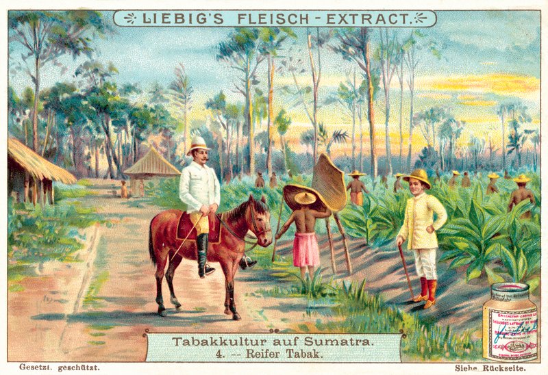 Plantas de tabaco maduras de European School