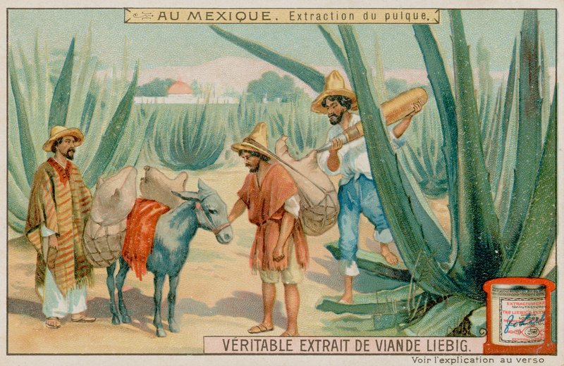 Mexicano extrayendo pulque de un cactus de European School