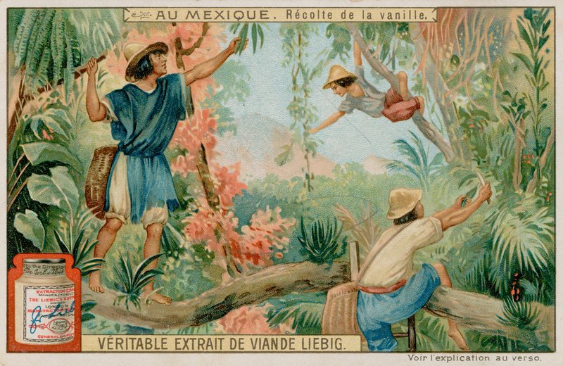 Mexicanos cosechando vainas de vainilla de European School