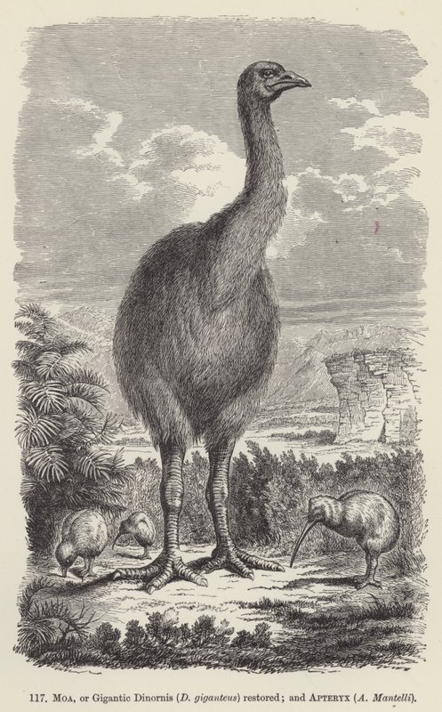 Moa, o Dinornis giganteus restaurado; y Apteryx, A Mantelli de European School