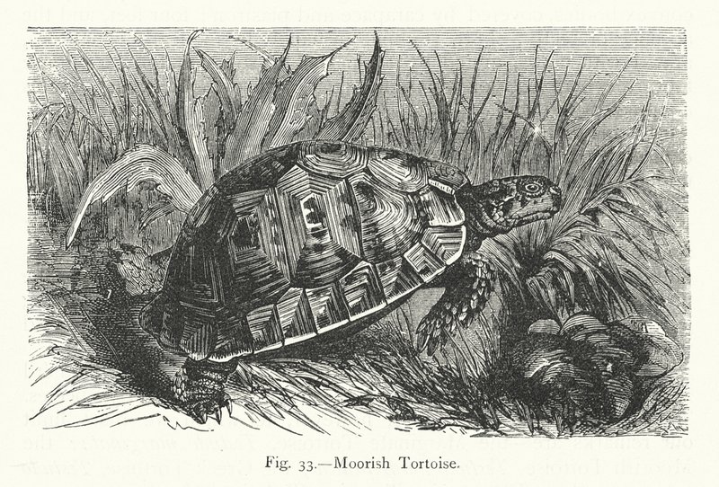 Tortuga mora (grabado) de European School