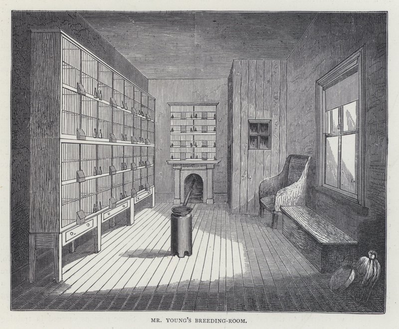 Sala de cría del Sr. Young de European School