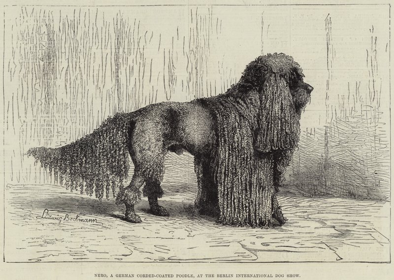 Nero, un caniche alemán de pelo rizado, en la Exposición Internacional Canina de Berlín (grabado) de European School