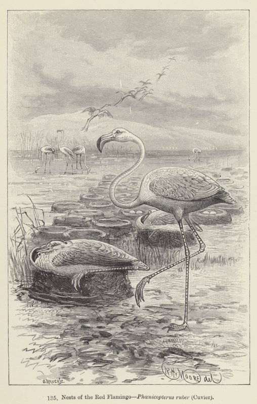 Nidos del flamenco rojo, Phoenicopterus ruber, Cuvier de European School