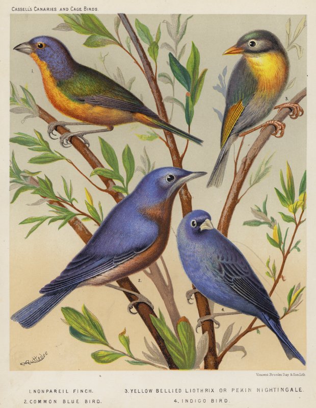 Nonpareil Finch, Yellow Bellied Liothrix o Pekin Nightingale, Common Blue Bird, Indigo Bird (litografía en color) de European School