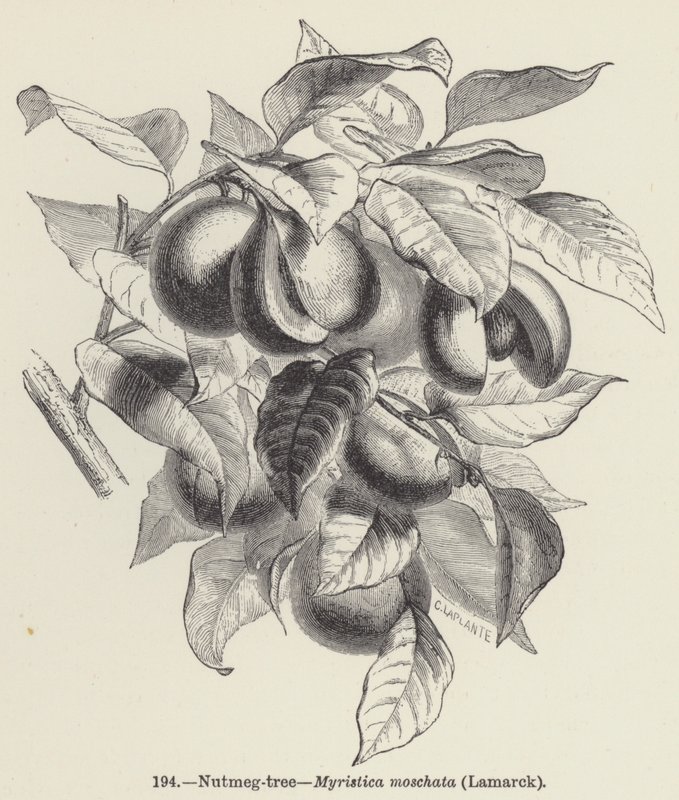 Árbol de nuez moscada, Myristica moschata, Lamarck de European School