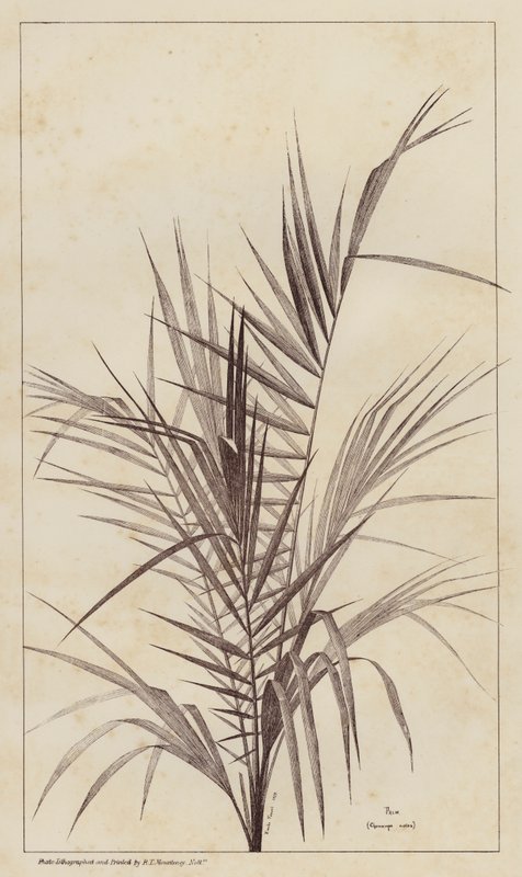 Palma, Chamaerops Exelsa de European School