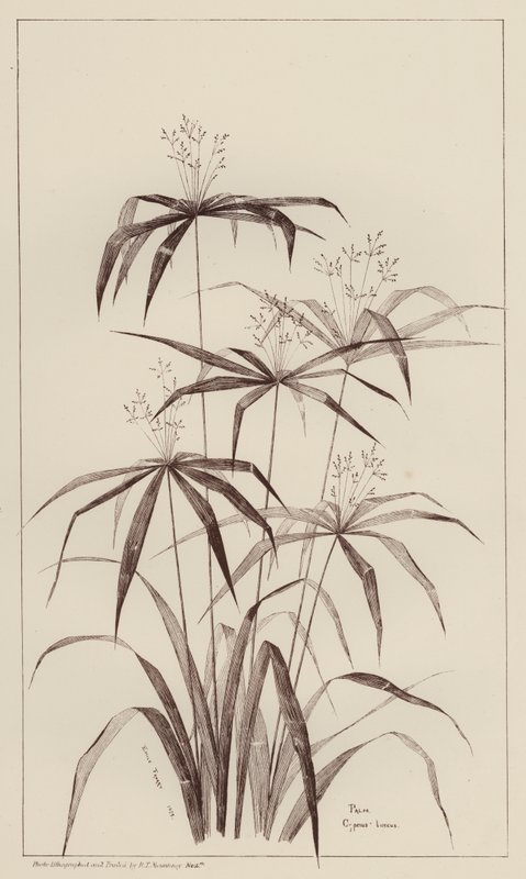 Palmera Cyperus Luscus (litho) de European School