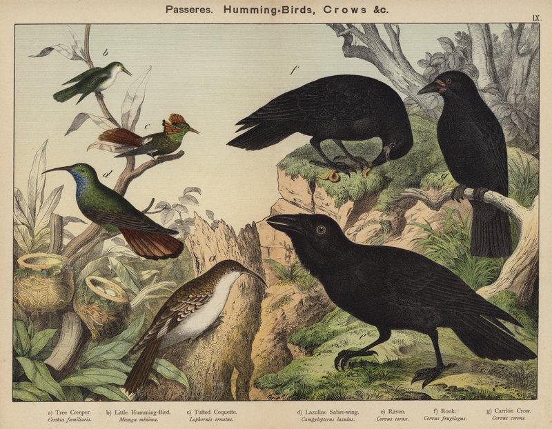 Pájaros, Colibríes, Cuervos de European School