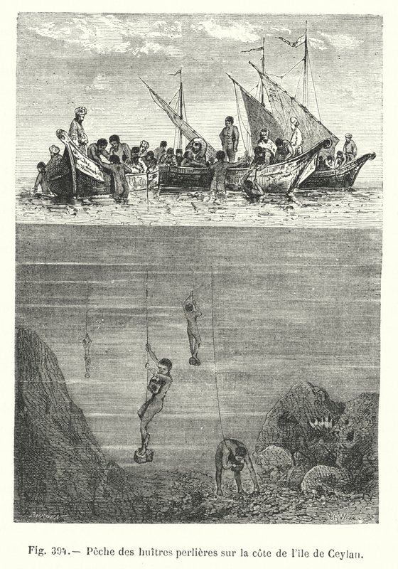 Pesca de ostras perleras en la costa de la isla de Ceilán de European School