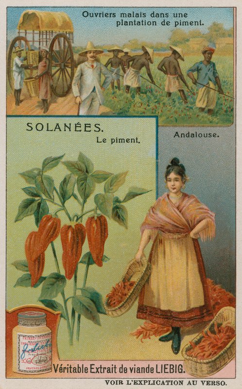 Pimiento de European School