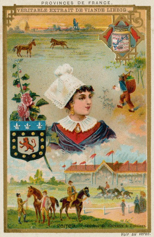 Poitou de European School