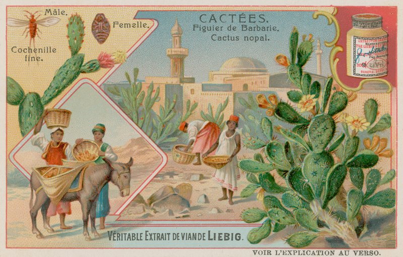Nopal y Cochinilla de European School