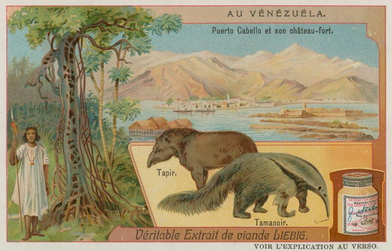 Puerto Cabello y su fuerte con un tapir y un oso hormiguero de European School