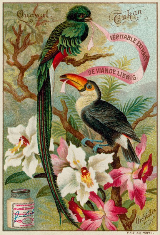 Quetzal, tucán y orquídeas de European School