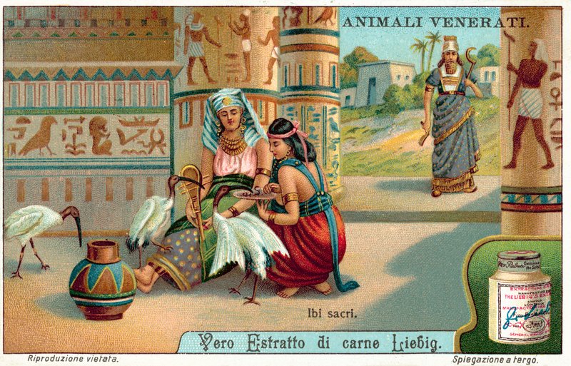Ibis sagrado en el Antiguo Egipto de European School