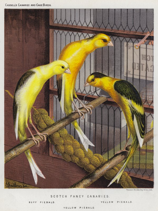 Scotch Fancy Canaries, Buff Piebald, Yellow Piebald (litografía en color) de European School