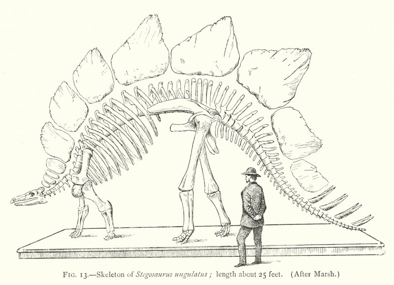 Esqueleto de Stegosaurus ungulatus de European School