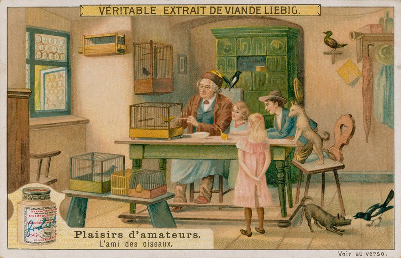 El Amante de los Pájaros Aficionado de European School