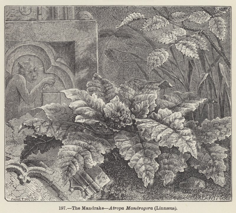 La Mandrágora, Atropa Mandragora, Linnaeus de European School