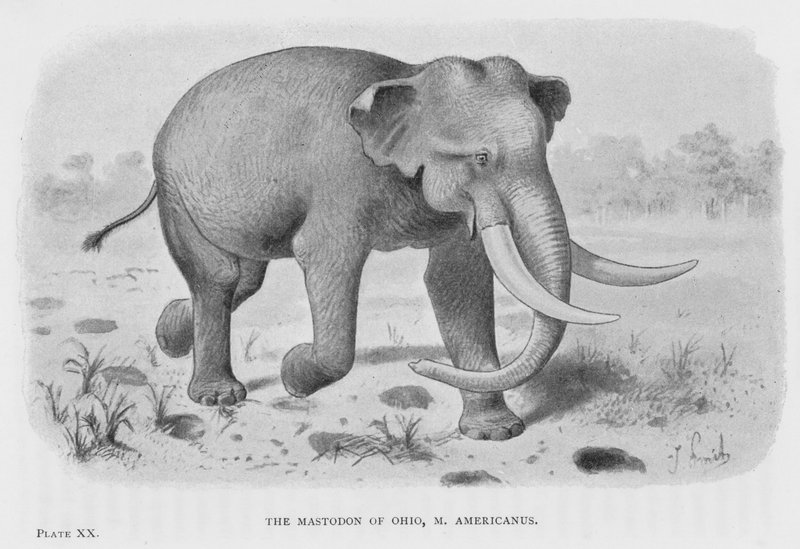 El mastodonte de Ohio, M Americanus de European School