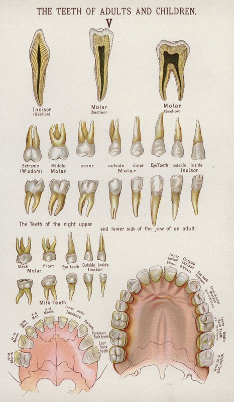 Los dientes de los adultos y los niños (litografía en color) de European School