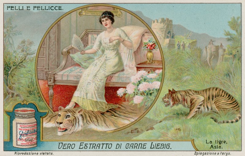 El tigre de European School
