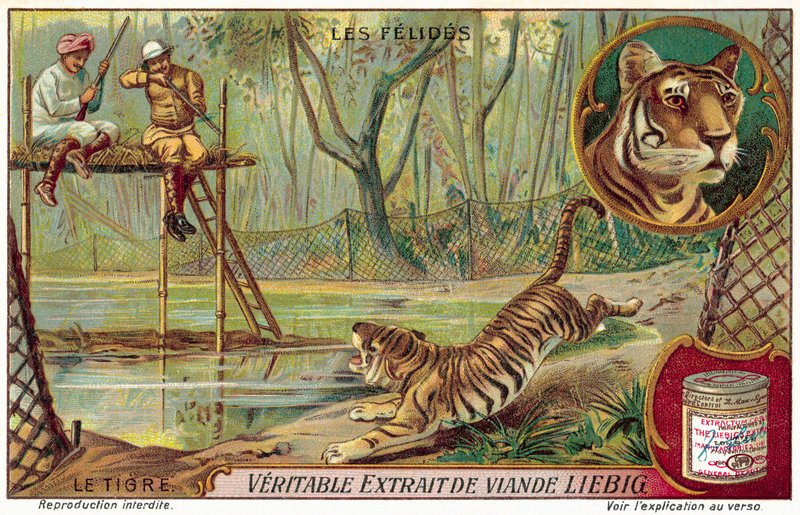 Tigre de European School