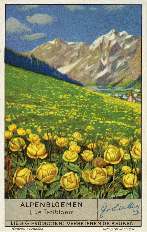 Trollius (globeflower) (cromolito) de European School