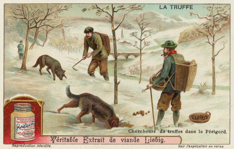 Cazadores de trufas en Périgord en Francia de European School