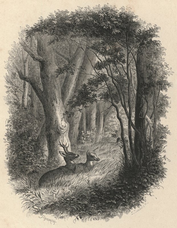 Un rincón del bosque de Fontainebleau de European School