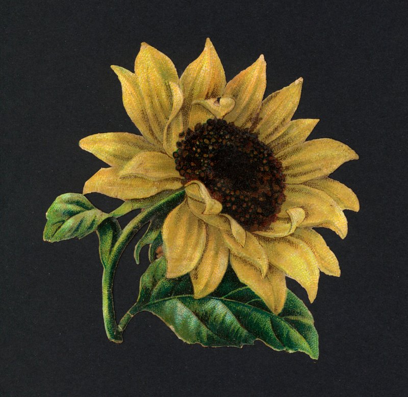 Recortes victorianos: Girasol de European School