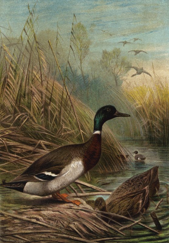 Pato salvaje de European School