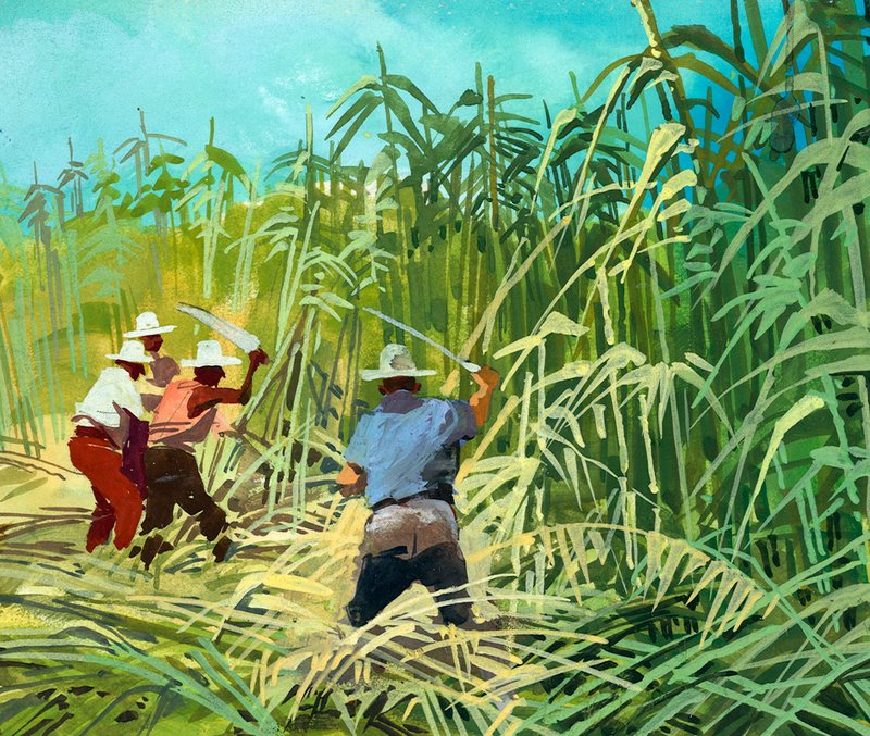 Cortar caña de azúcar en Argentina de Ferdinando Tacconi