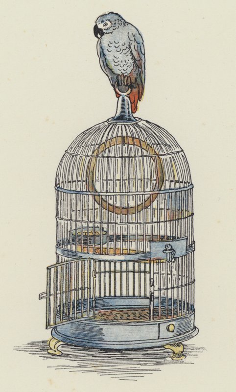 Loro sentado encima de su jaula (litografía en color) de Francis Donkin Bedford