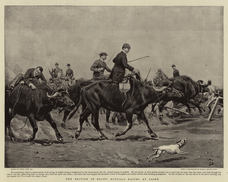 Los británicos en Egipto, carreras de búfalos en El Cairo de Frank Dadd