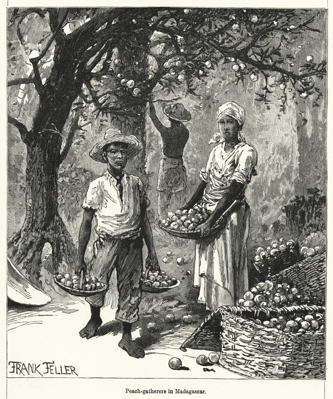 Recolectores de Duraznos en Madagascar de Frank (after) Feller