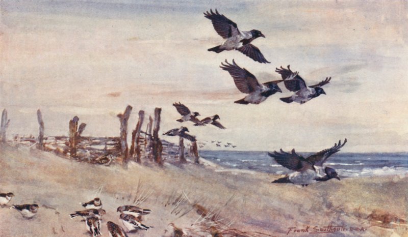 Vida salvaje en East Anglia: Inmigrantes de otoño, cuervos encapuchados y colorines nivales (litografía en color) de Frank Southgate