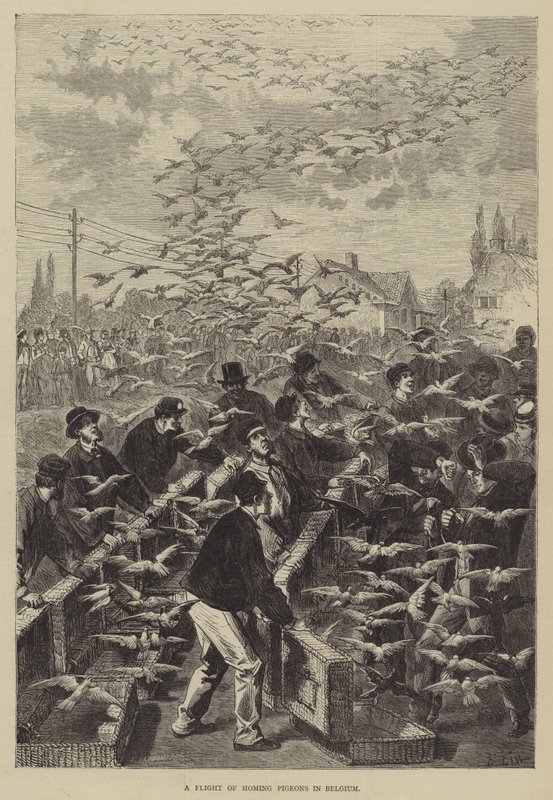 Un Vuelo de Palomas Mensajeras en Bélgica de Frederic Theodore Lix