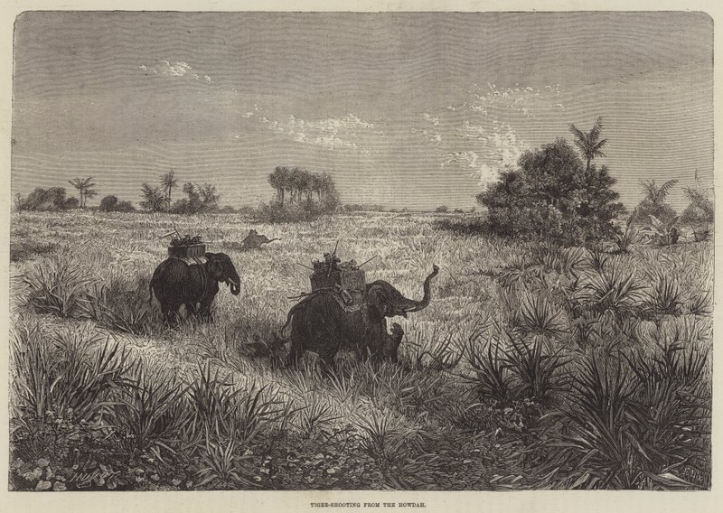India y el Príncipe de Gales, Caza de Tigres desde el Howdah de Frederic Theodore Lix