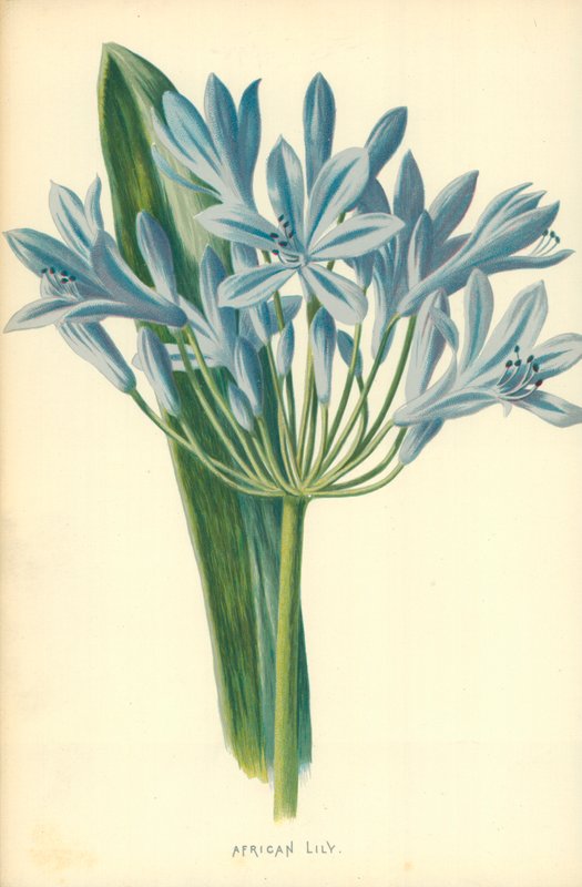 Lirio africano de Frederick Edward Hulme